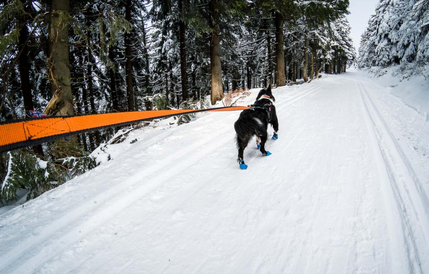 Non-Stop-Non-Stop-Dogwear-Bungee-Leash-2M--Nuten-Sport-2