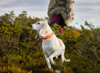 Non-Stop-Non-Stop-Dogwear-Safe-Collar--Nuten-Sport-4