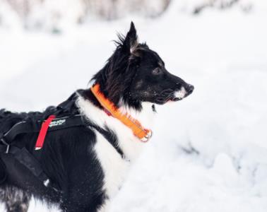 Non-Stop-Non-Stop-Dogwear-Safe-Collar--Nuten-Sport-3