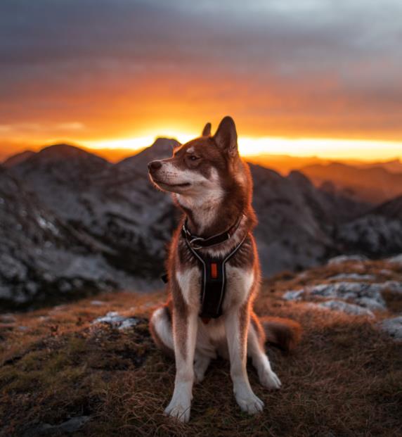 Non-Stop-Non-Stop-Dogwear-Polar-Collar--Nuten-Sport-3